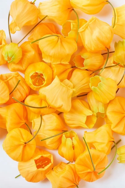 Close-up of golden Physalis lantern blooms on a white surface, showcasing their intricate structure and bright, warm color palette.