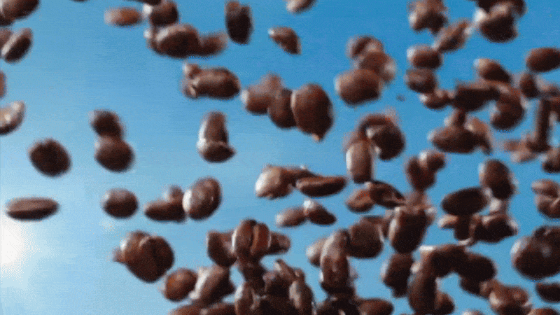 Coffee beans falling against a blue sky background. Close-up studio shot of scattered coffee beans. Food and beverage visuals.