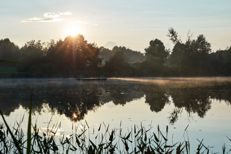 Scenic view of a calm lake at sunrise with trees in the background and tall grass in the foreground, creating a peaceful, natural landscape.
