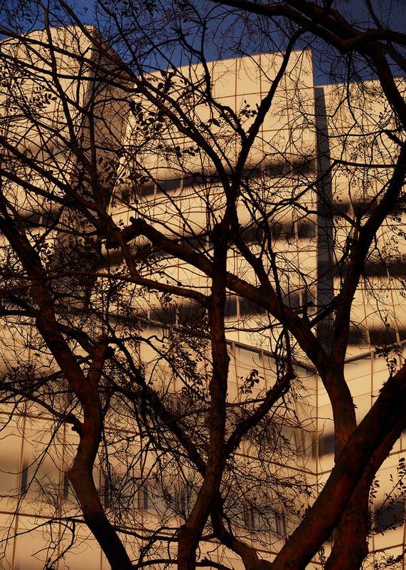 Bare tree branches in silhouette framing a modern commercial building exterior against a blue sky