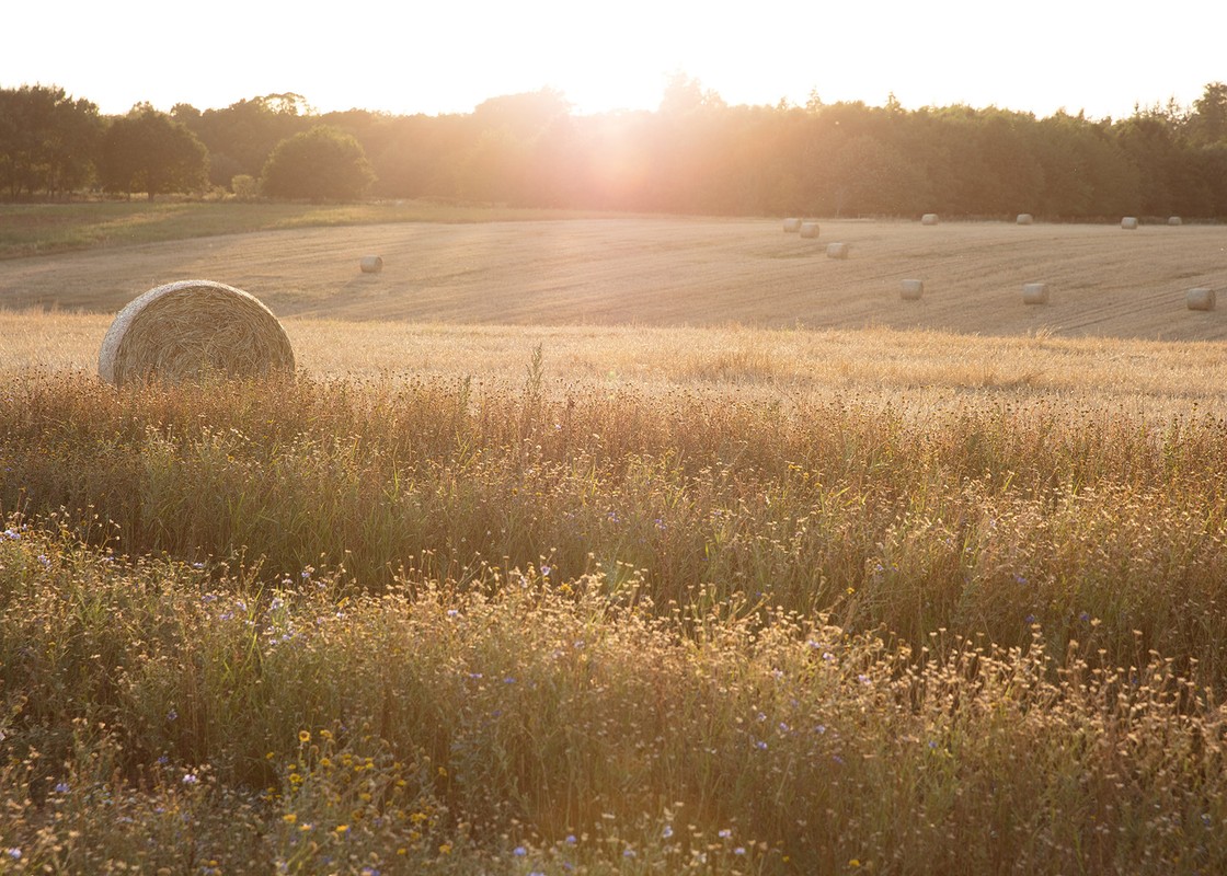 Golden field at sunset with hay bale in foreground and forested horizon line. Warm light gives a rural, peaceful feel. 
