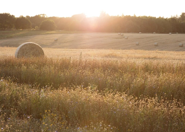 Golden field at sunset with hay bale in foreground and forested horizon line. Warm light gives a rural, peaceful feel. 