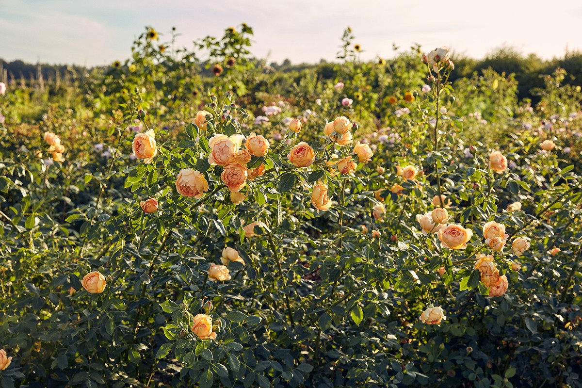 Close-up of vibrant apricot-colored roses in full bloom growing outdoors in a garden setting, showcasing lush green leaves and petals.