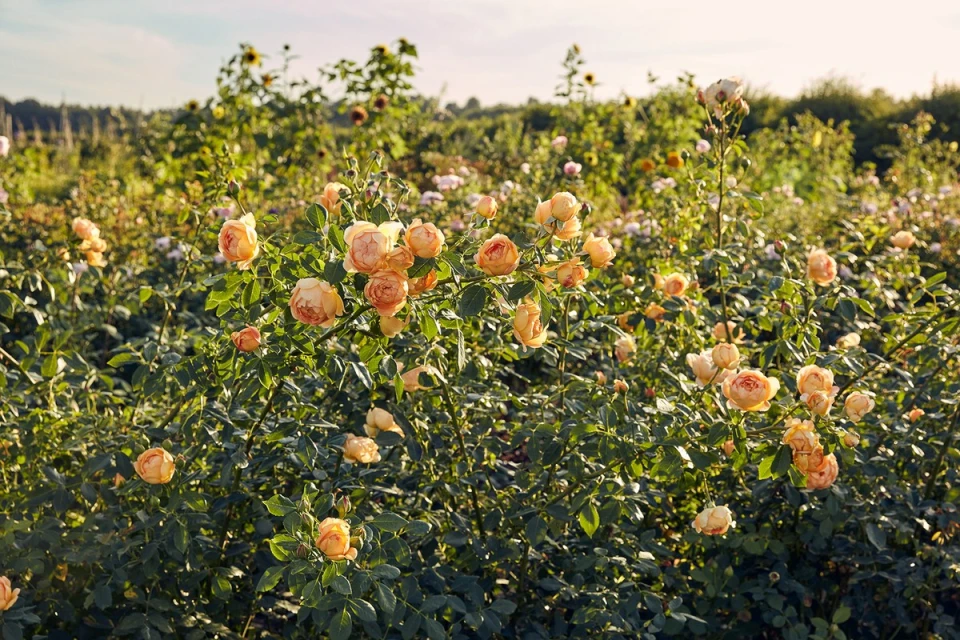 Close-up of vibrant apricot-colored roses in full bloom growing outdoors in a garden setting, showcasing lush green leaves and petals.