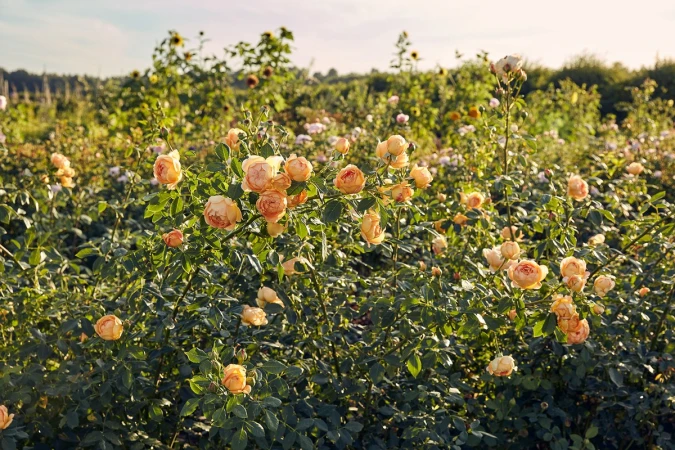 Close-up of vibrant apricot-colored roses in full bloom growing outdoors in a garden setting, showcasing lush green leaves and petals.