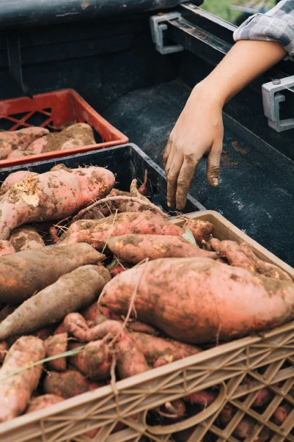 A close-up of a child's dirty hand reaching into a crate filled with freshly harvested sweet potatoes inside the bed of a pickup truck.