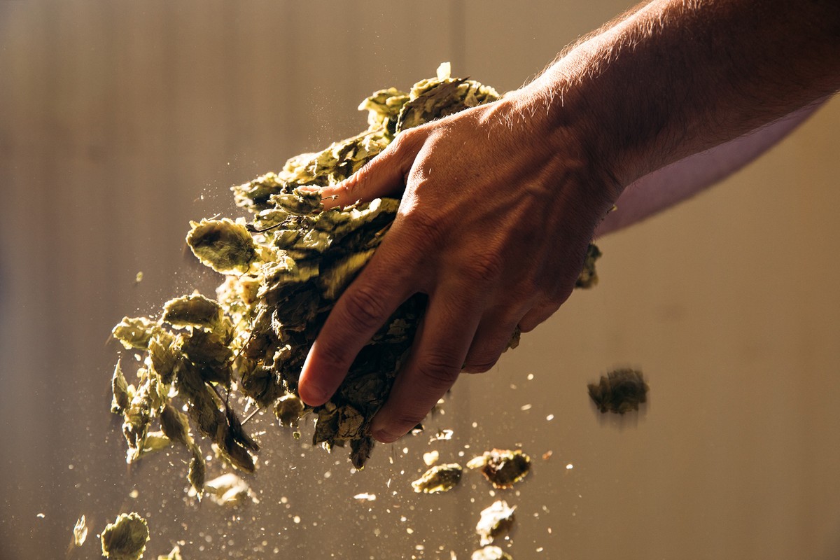Hand holding hops with dust particles floating in warm, soft light against a tan background. Close-up shot of hops and hand.