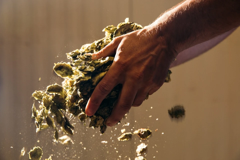 Hand holding hops with dust particles floating in warm, soft light against a tan background. Close-up shot of hops and hand.