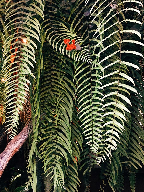 Lush green ferns create a dense botanical arrangement indoors, enhanced by a hint of orange flowers, offering a natural and vibrant aesthetic.