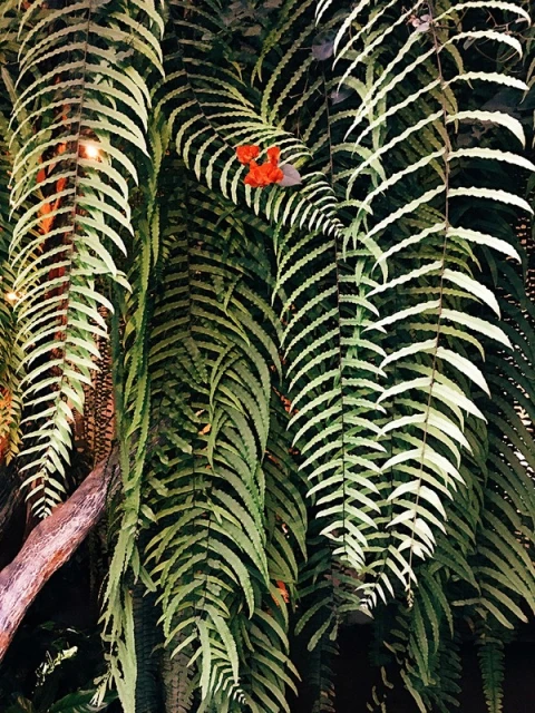 Lush green ferns create a dense botanical arrangement indoors, enhanced by a hint of orange flowers, offering a natural and vibrant aesthetic.