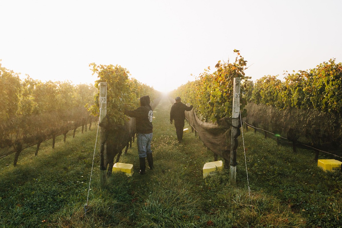Two vineyard workers tend grape vines in a misty rural field. The sun shines through the fog-covered rows, illuminating the vineyard.
