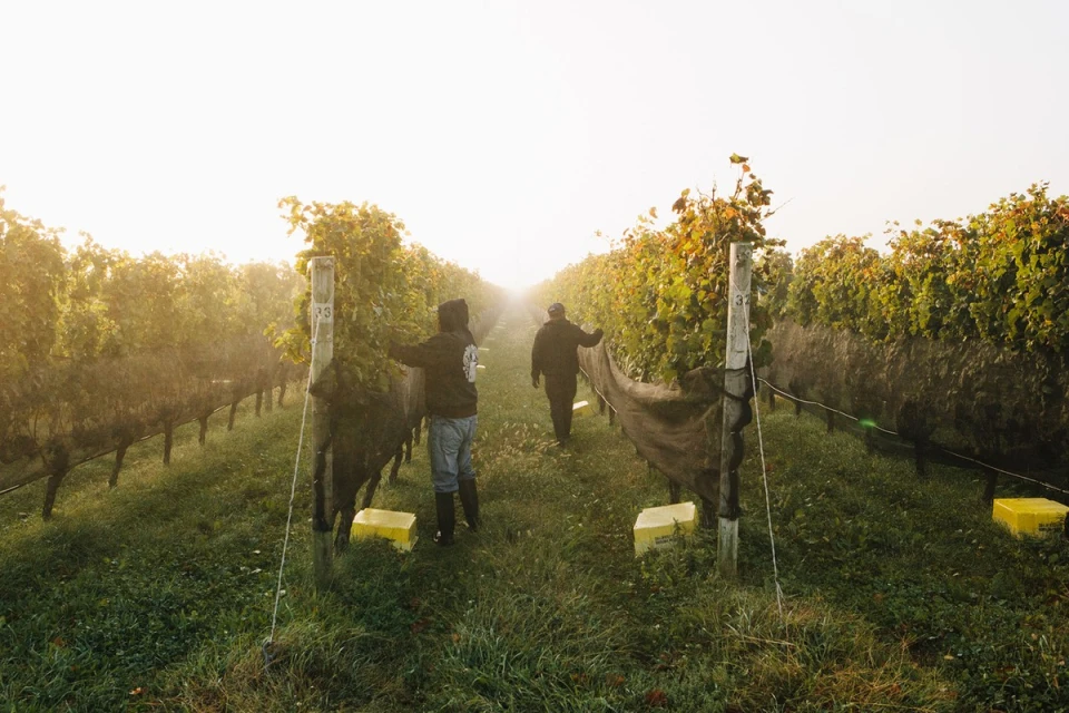 Two vineyard workers tend grape vines in a misty rural field. The sun shines through the fog-covered rows, illuminating the vineyard.