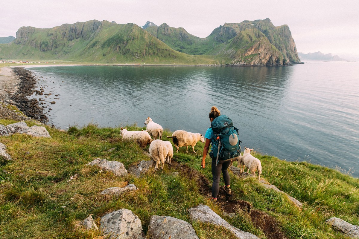 A woman with a backpack hikes along a grassy hill with sheep in Norway, with mountains and the ocean visible in the background.