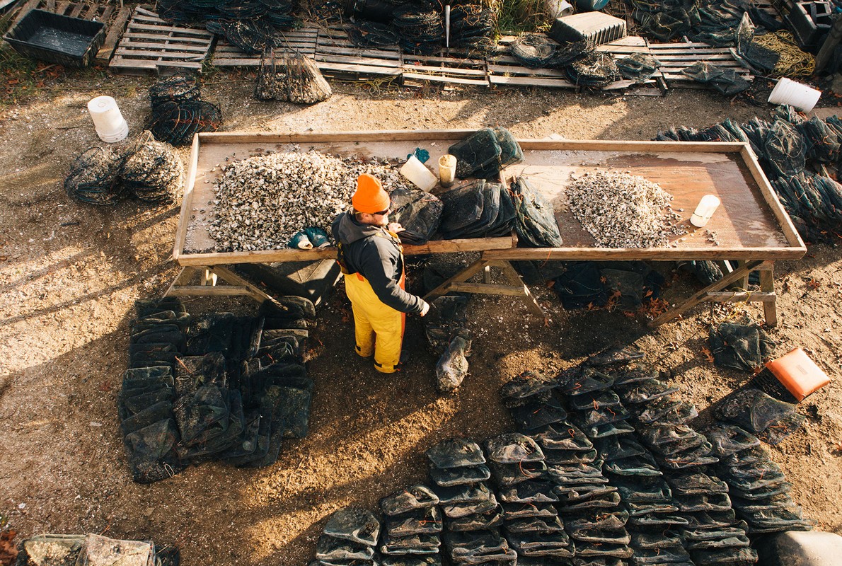 Overhead view shows worker standing at a table filled with oysters and bags on a farm, with piles of oyster bags surrounding him.