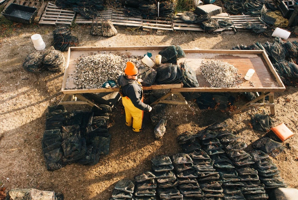 Overhead view shows worker standing at a table filled with oysters and bags on a farm, with piles of oyster bags surrounding him.