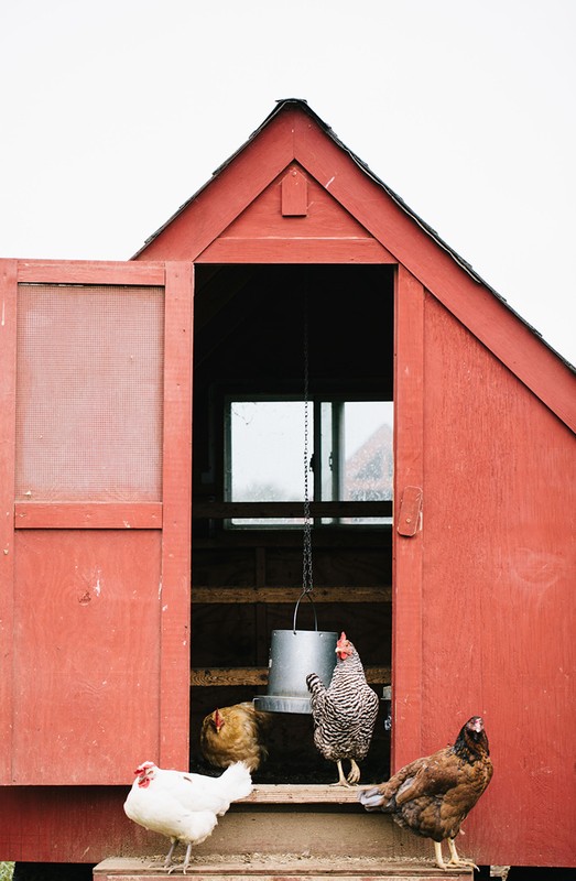 Four chickens on the steps of a red chicken coop, one inside at the feeder, creating a rural scene with neutral background lighting.