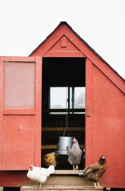 Four chickens on the steps of a red chicken coop, one inside at the feeder, creating a rural scene with neutral background lighting.