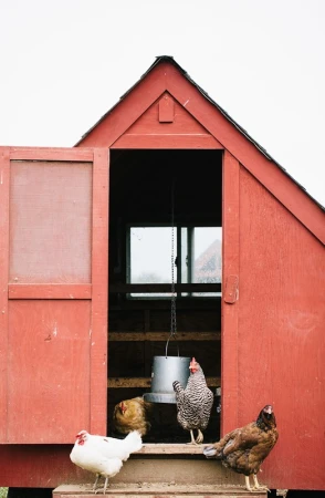 Four chickens on the steps of a red chicken coop, one inside at the feeder, creating a rural scene with neutral background lighting.