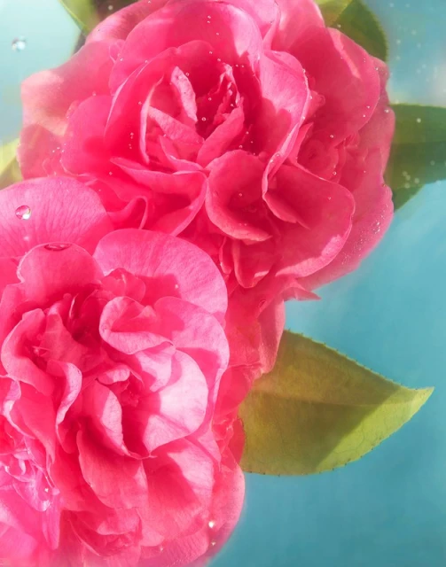 Two pink camellia flowers in full bloom, adorned with water droplets against a soft turquoise background, showcasing floral beauty.