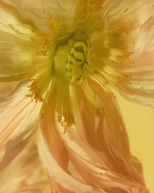 Close-up of a delicate poppy flower in shades of peach, yellow, and green, showcasing its detailed petals and stamen in soft light.