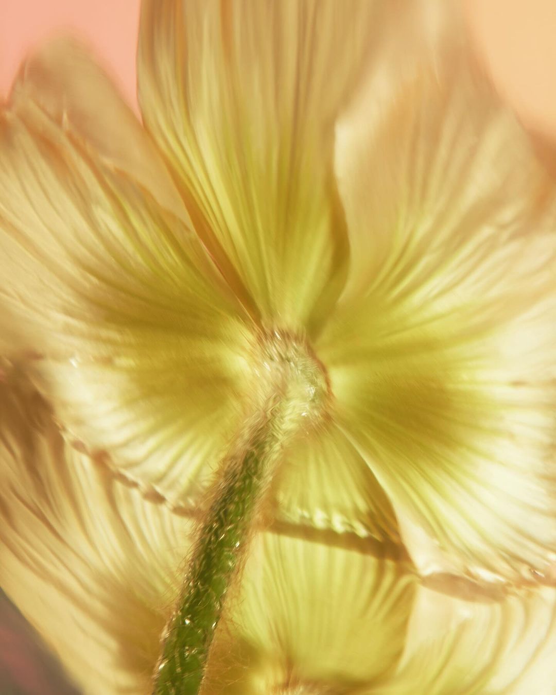 Close-up shot from below of a yellow flower with a green stem against a soft pink background, showcasing its translucent petals and delicate lines.
