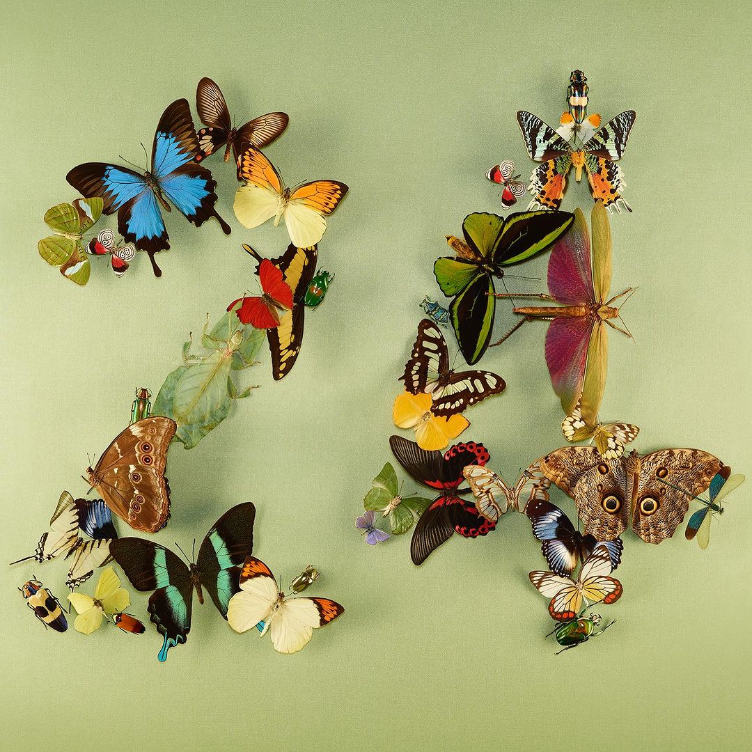 Number 24 made from blue, orange, and brown butterflies and beetles on a green background in a still life composition.