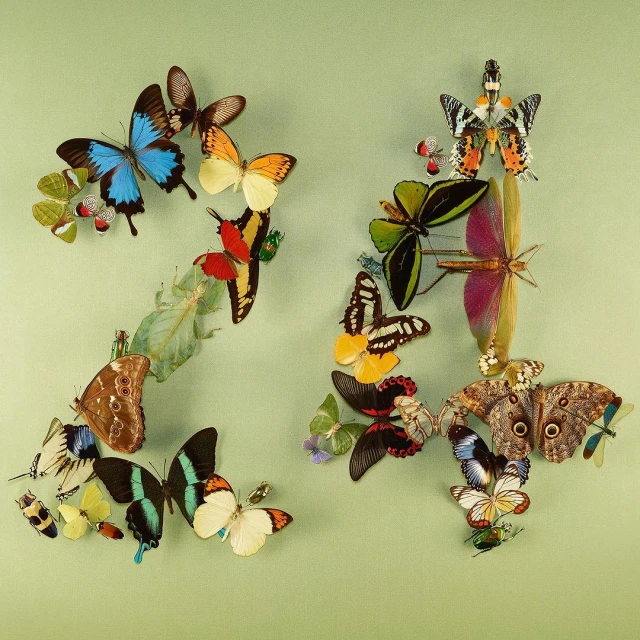 Number 24 made from blue, orange, and brown butterflies and beetles on a green background in a still life composition.