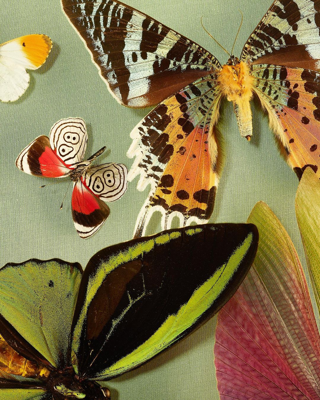 Close-up composition features an assortment of brightly colored butterflies with detailed wing patterns displayed on a light green background.