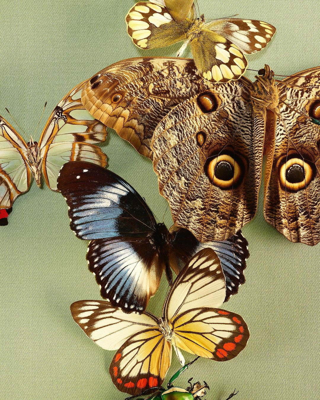 Collection of several colorful butterflies, displayed together on a green surface, creating a vibrant and intricate natural art composition.