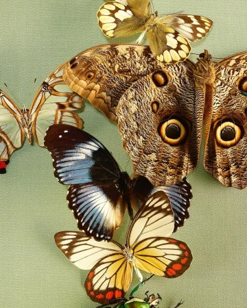 Collection of several colorful butterflies, displayed together on a green surface, creating a vibrant and intricate natural art composition.