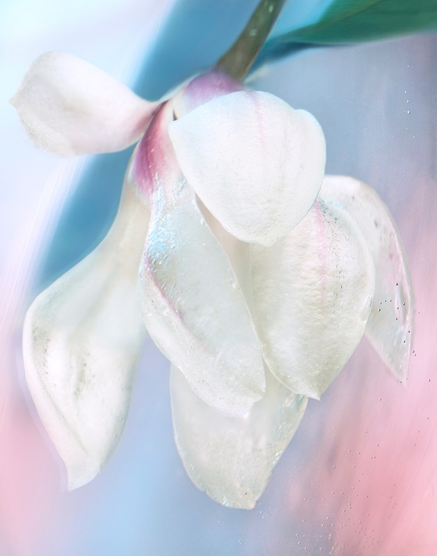 Close-up of a white magnolia flower in full bloom with pink and purple stem details against a blurred soft blue background.