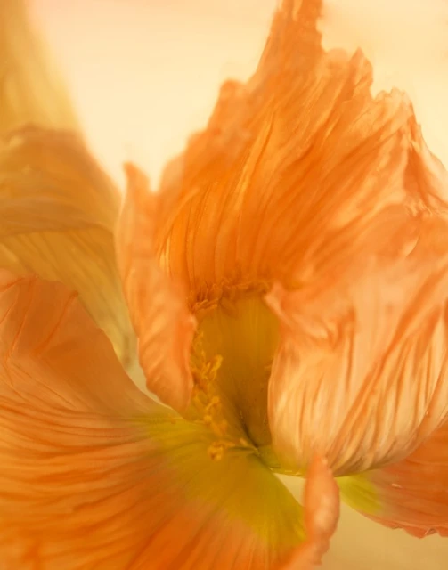 Close-up studio shot of an orange iris flower with yellow center, showcasing delicate petals and soft, diffused lighting, abstract background.