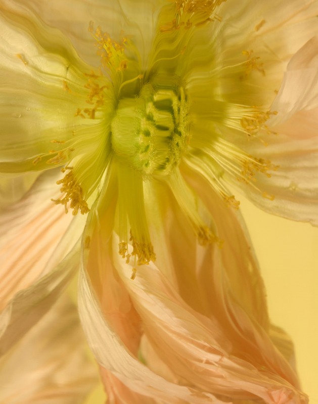 Close-up view of a light yellow and pale orange poppy flower with visible stamens against a soft yellow background in an indoor setting.