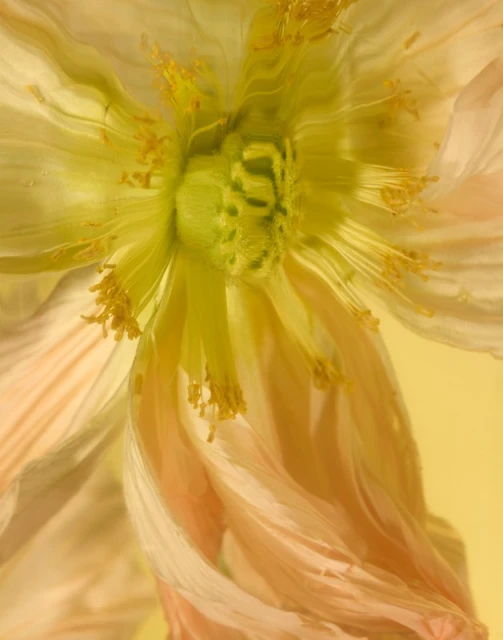 Close-up view of a light yellow and pale orange poppy flower with visible stamens against a soft yellow background in an indoor setting.