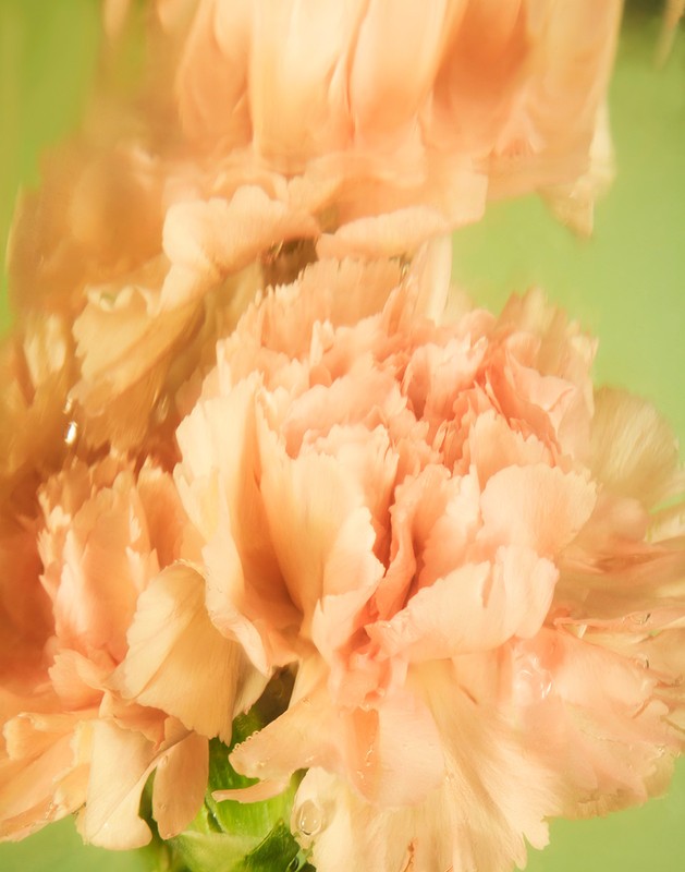 Close-up of light peach carnation flowers with ruffled petals in soft focus against a pale green background with stem visible at the base.