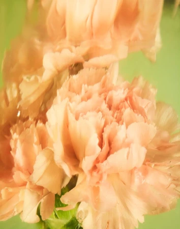 Close-up of light peach carnation flowers with ruffled petals in soft focus against a pale green background with stem visible at the base.