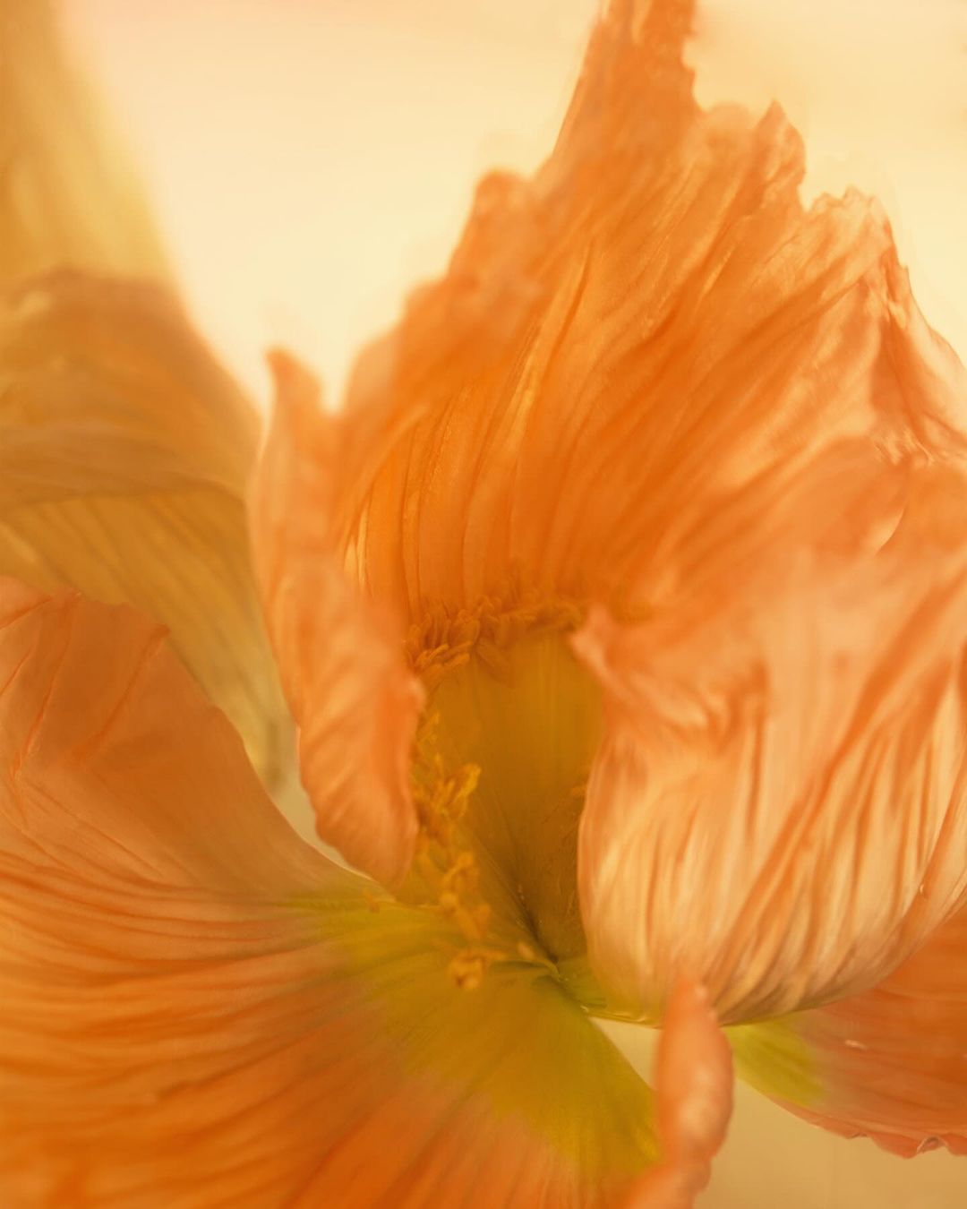 Close-up studio shot of a peach-colored flower with visible stamen. Warm, diffused lighting creates soft textures and a dreamy aesthetic.