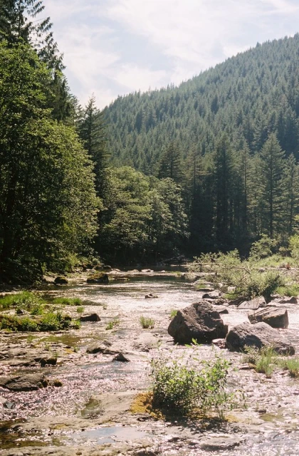 Scenic view of a shallow river flowing through a lush green forest with trees and rocks, creating a tranquil natural landscape on a sunny day.