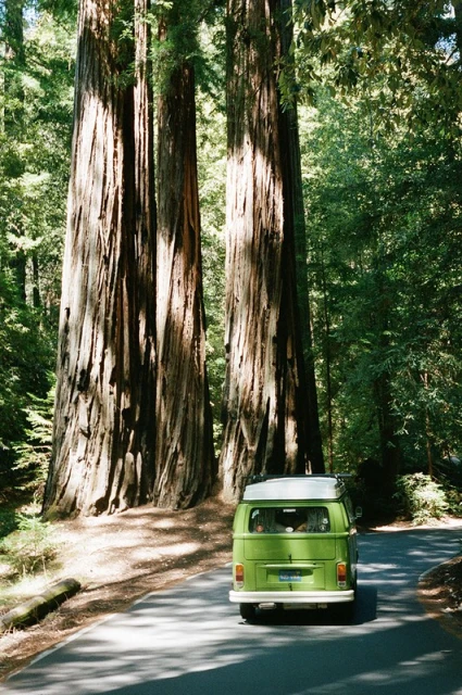 Green Volkswagen van drives on a winding road through a redwood forest. Sunlight filters through the tall trees, casting shadows on the asphalt.