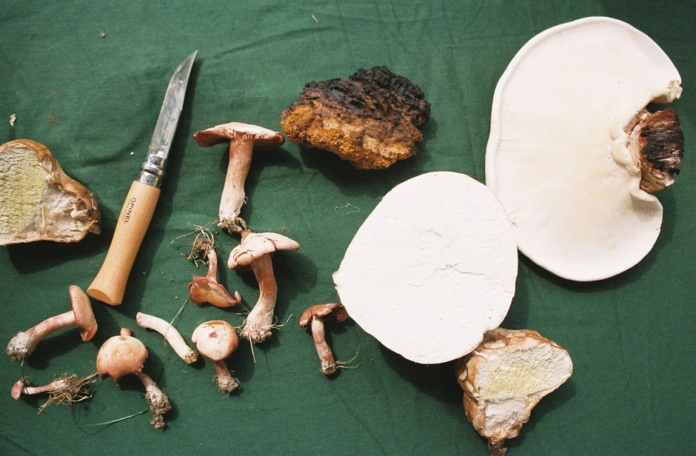 Assortment of mushrooms on green backdrop displayed with a wooden-handled Opinel knife, showcasing their various shapes, colors, and textures.