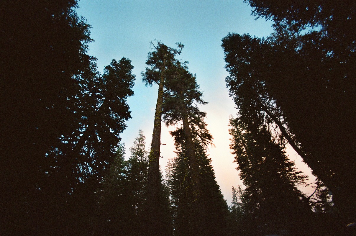 Low angle view of a dense forest with towering evergreen trees against a light blue sky, creating a sense of vastness and natural beauty.