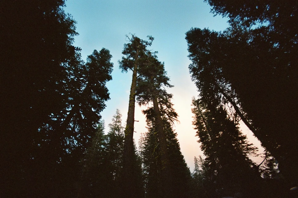 Low angle view of a dense forest with towering evergreen trees against a light blue sky, creating a sense of vastness and natural beauty.