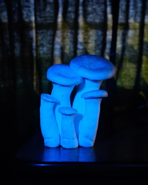 Cluster of oyster mushrooms illuminated with blue light against a blurry, dark forest background creates a surreal and artistic composition.
