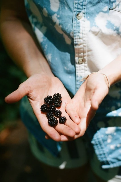 A person holds a handful of fresh, ripe blackberries. The shot is a medium close-up, showing the blue tie-dye shirt and hands.