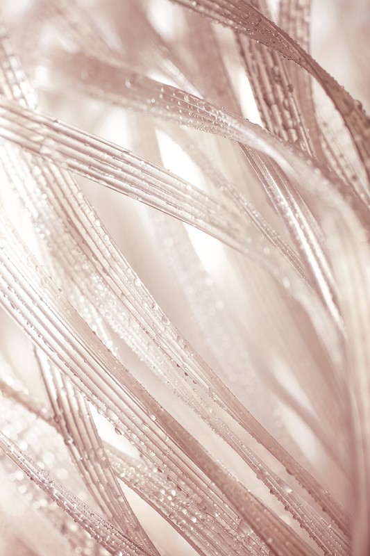 Close-up of dew drops on beige feathers with detailed textures and shallow depth of field for an abstract, natural aesthetic.