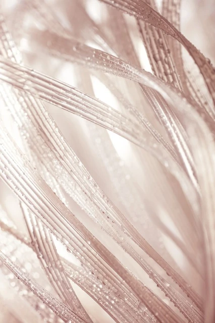 Close-up of dew drops on beige feathers with detailed textures and shallow depth of field for an abstract, natural aesthetic.