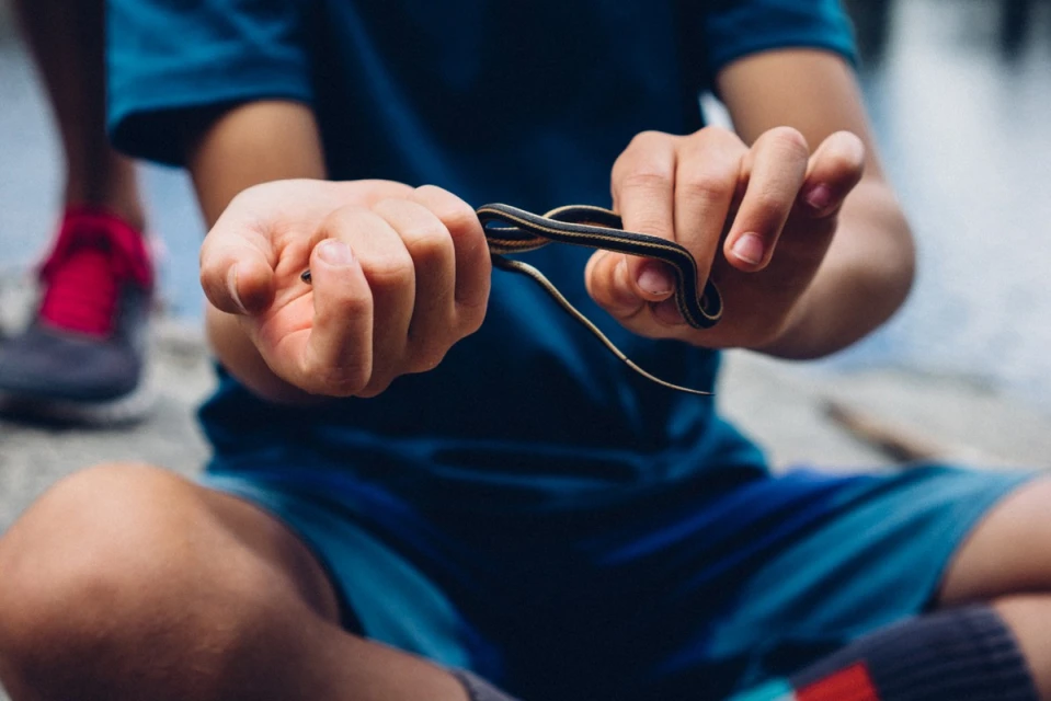Child sitting outdoors, carefully holding a garter snake in their hands, wearing a blue shirt and shorts, near a body of water.