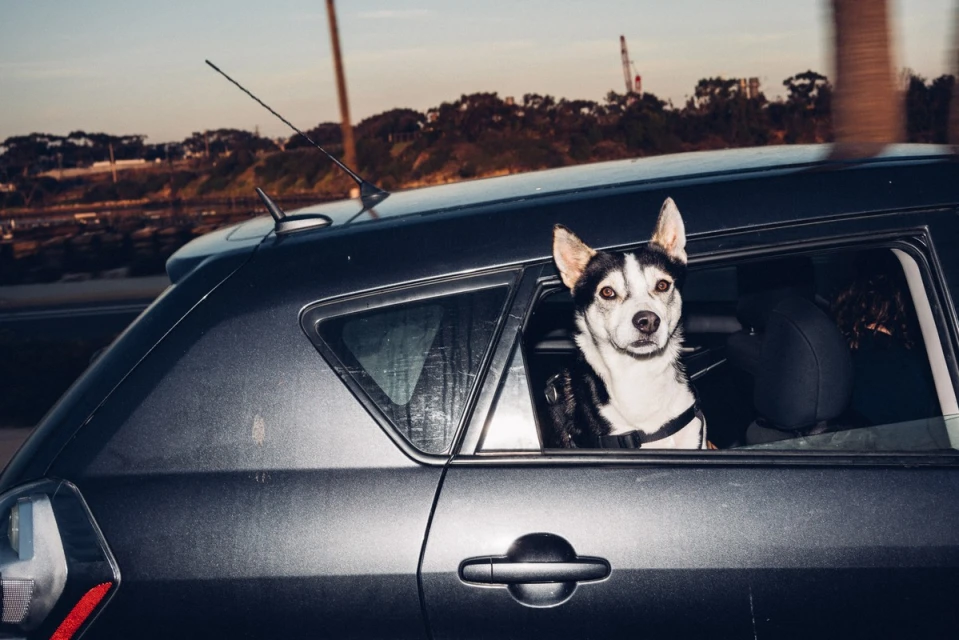 Husky dog looks out the open window of a dark gray car with trees and sky in the background during daytime, showcasing travel pet photography.
