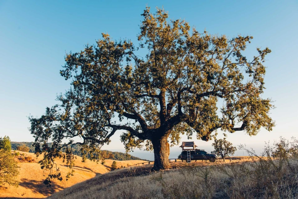 A large, mature oak tree dominates the frame on a grassy hillside under a clear sky, with a dark SUV and roof tent visible in the background.