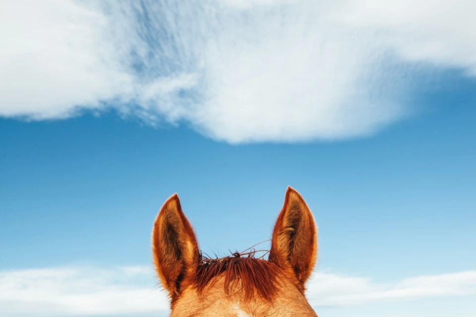 Close-up of a brown horse with pointed ears against a bright blue sky with soft white clouds, creating a sense of freedom and serenity.